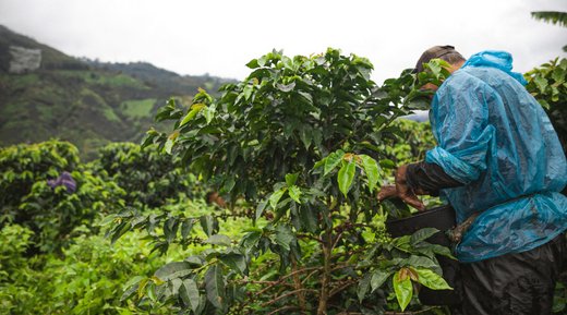 Nachhaltiger Kaffee mit Rainforest Alliance 